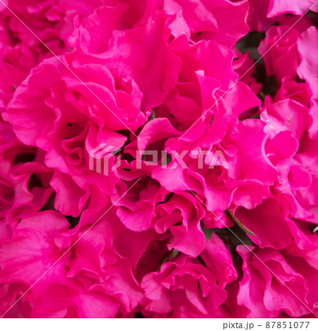 綺麗なアザレアの花の集合した画像(20) 87851077