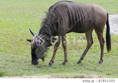 Blue wildebeest is eatting grass in garden 87851103