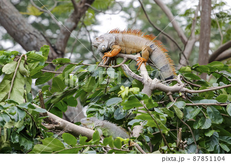 close up Iguana on tree in nature at thailand 87851104