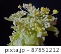 暗闇で撮られる白菜の花 87851212