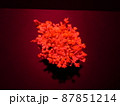 暗闇で赤色のライトを浴びせられる白菜の花 87851214