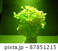緑のライトを浴びせられる白菜の花 87851215