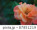 オレンジ色のバラらしき花 87851219