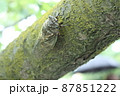 気に止まっているセミ 87851222