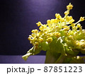 暗闇で撮った少しアップ気味の白菜 87851223