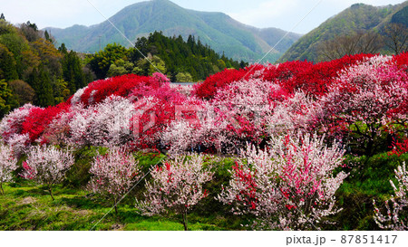南信州阿智村 日本一の花桃の里 南信州阿智村 日本一の花桃の里 87851417