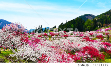 南信州阿智村 日本一の花桃の里 87851445
