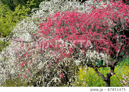 南信州阿智村 日本一の花桃の里 南信州阿智村 日本一の花桃の里 87851475