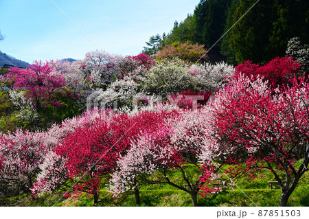 南信州阿智村 日本一の花桃の里 南信州阿智村 日本一の花桃の里 87851503