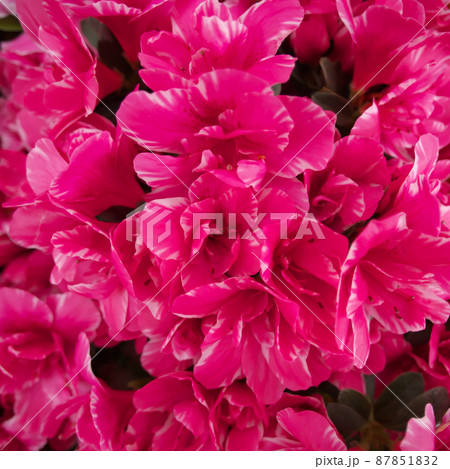 綺麗なアザレアの花の集合した画像 44 の写真素材 綺麗なアザレアの花の集合した画像 44 の写真素材