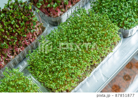 Growing seeds in a greenhouse. Micro-greenery farm. Production of environmentally friendly vitamin nutrition, blurred focus 87851877
