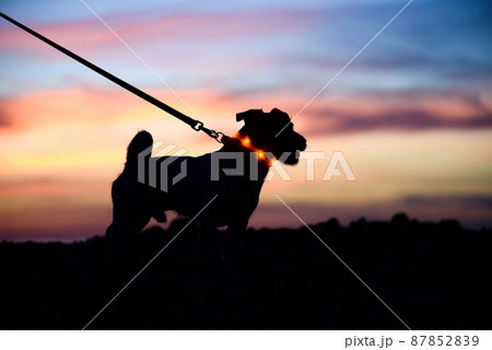 Safe evening or night walk with pet concept. Silhouette of dog on leash wearing LED-light collar against beautiful sunset sky Safe evening or night walk with pet concept. Silhouette of dog on leash wearing LED-light collar against beautiful sunset sky 87852839