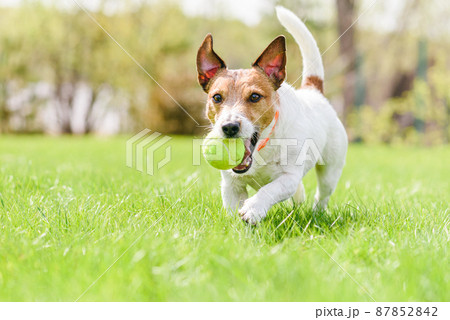 Happy smiling dog playing with tennis ball on spring fresh grass wearing anti flea and tick collar 87852842