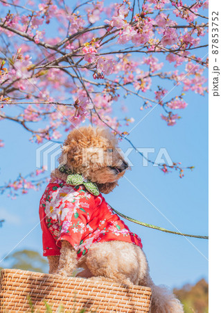 犬と河津桜 87853752