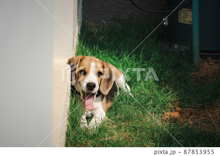 Beagle puppy lying and looking suspicious on the grass in the outdoor garden. dog beagle on the walk in the park outdoor. Beagle puppy lying and looking suspicious on the grass in the outdoor garden. dog beagle on the walk in the park outdoor. 87853955