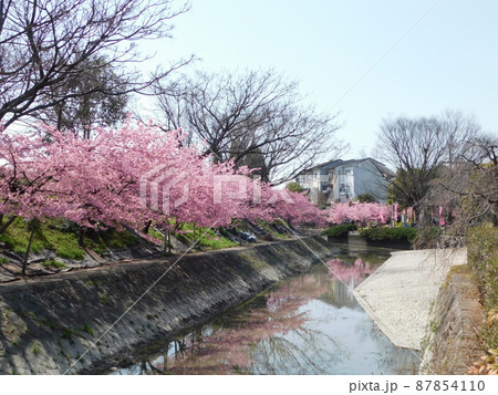 淀水路沿いに咲く河津桜(京都市伏見区で2022年3月撮影) 87854110
