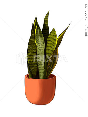 Sansevieria from multicolored paints. Splash of watercolor, colored drawing, realistic Sansevieria from multicolored paints. Splash of watercolor, colored drawing, realistic 87854144