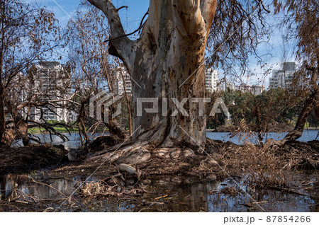 Very large eucalyptus trees in the park on a sunny day 87854266