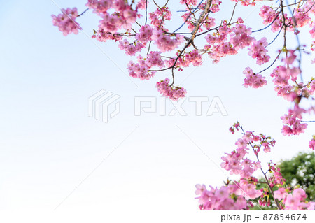 梅の花(花岡山に咲く花)夕暮れの光芒 梅の花(花岡山に咲く花)夕暮れの光芒 87854674
