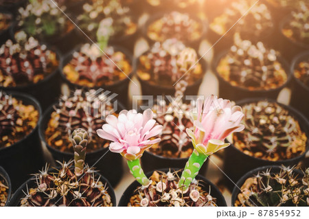 Cactus is planted in a black pot with a blurred background, Small cacti are planted in black pots, decorated with warm sunlight, Close up small cactus with pink flowers on cacti blur background. Cactus is planted in a black pot with a blurred background, Small cacti are planted in black pots, decorated with warm sunlight, Close up small cactus with pink flowers on cacti blur background. 87854952