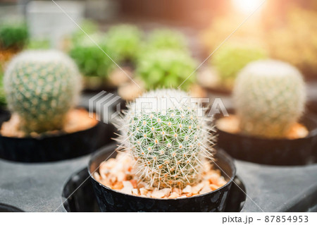 Small cacti are planted in black pots, decorated with warm sunlight, Beautiful cactus in a pot placed on the table, Focus on a small cactus planted in a black pot with a blurred background. Small cacti are planted in black pots, decorated with warm sunlight, Beautiful cactus in a pot placed on the table, Focus on a small cactus planted in a black pot with a blurred background. 87854953