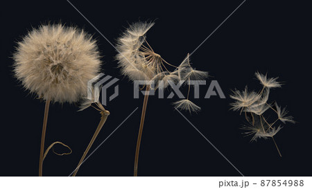 dandelion seeds fly from a flower on a dark background. botany and bloom growth propagation dandelion seeds fly from a flower on a dark background. botany and bloom growth propagation 87854988