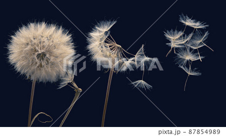 dandelion seeds fly from a flower on a dark background. botany and bloom growth propagation dandelion seeds fly from a flower on a dark background. botany and bloom growth propagation 87854989