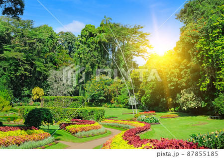 Royal Botanical garden Peradeniya. Sri Lanka 87855185