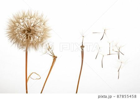 dandelion seeds fly from a flower on a light background. botany and bloom growth propagation. dandelion seeds fly from a flower on a light background. botany and bloom growth propagation. 87855458