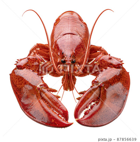 Cooked lobster isolated on white background, full depth of field Cooked lobster isolated on white background, full depth of field 87856639