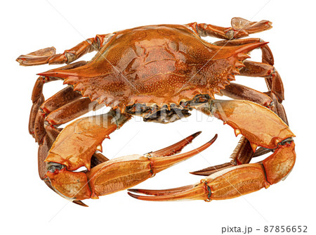 Red crab isolated on white background 87856652