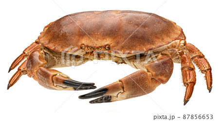 Cooked crab isolated on white background 87856653