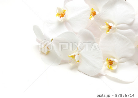 白背景の胡蝶蘭 87856714