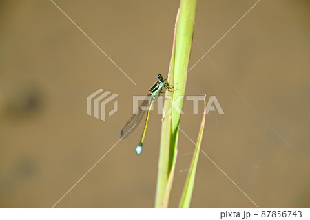 イトトンボ 87856743