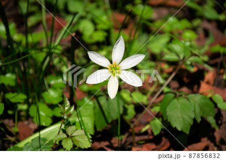 タマスダレ 87856832