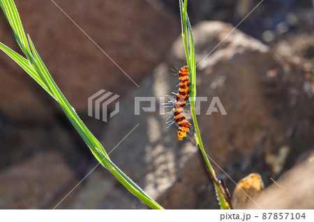 Cinnabar Moth Caterpillar On Plant Stem (Tyria jacobaeae) Cinnabar Moth Caterpillar On Plant Stem (Tyria jacobaeae) 87857104