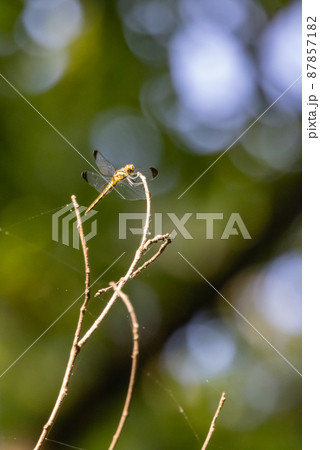 夏から飛び始める秋を代表するトンボの虫アキアカネ 87857182