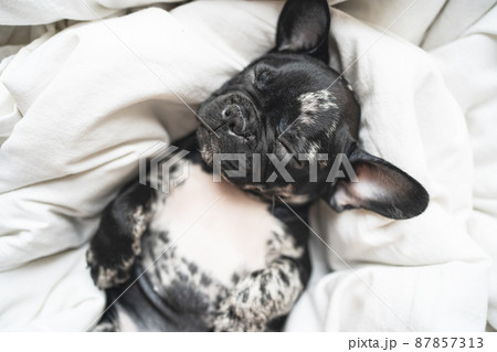 top view. sleeping black and white french bulldog puppy on the white blanket 87857313