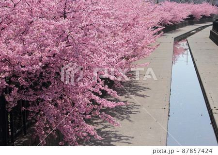 京都 淀水路の河津桜 京都 淀水路の河津桜 87857424