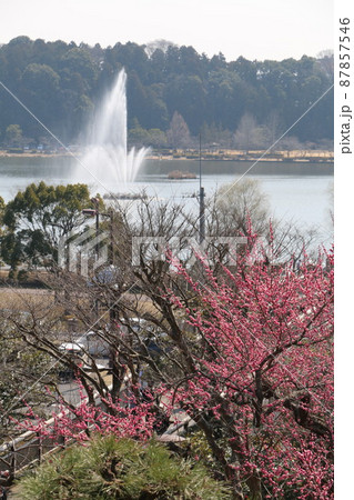 偕楽園見晴広場から見る梅林と千波湖の噴水 偕楽園見晴広場から見る梅林と千波湖の噴水 87857546
