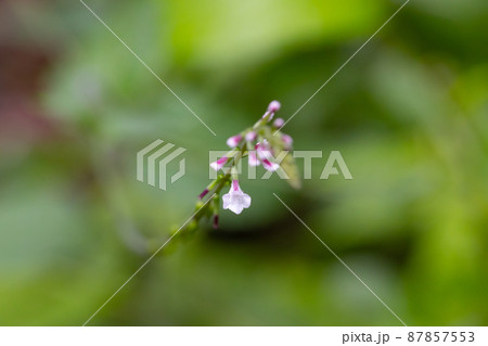 昔は蠅取り紙を作る材料として利用されたハエドクソウ 87857553