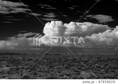 Sonora Desert 87858028