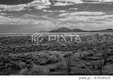 Sonora Desert 87858029