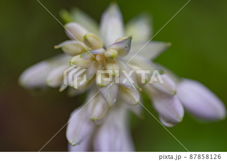 盛夏に咲く清楚な花ギボウシ 盛夏に咲く清楚な花ギボウシ 87858126