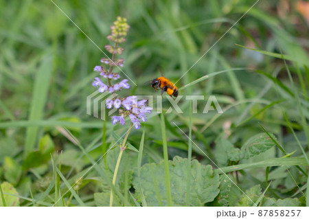 体と羽音が大きいことから凶暴と誤解されるが意外と温厚な蜂クマバチ 体と羽音が大きいことから凶暴と誤解されるが意外と温厚な蜂クマバチ 87858257