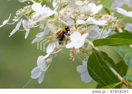 体と羽音が大きいことから凶暴と誤解されるが意外と温厚な蜂クマバチ 体と羽音が大きいことから凶暴と誤解されるが意外と温厚な蜂クマバチ 87858265
