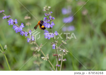 体と羽音が大きいことから凶暴と誤解されるが意外と温厚な蜂クマバチ 87858268