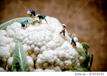 Asian farmers figurines on cauliflower 87858292