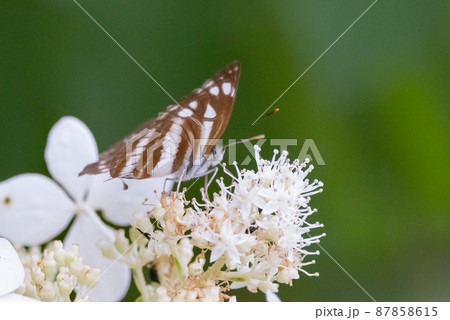 滑空するように飛ぶのが印象的なミスジチョウ 87858615