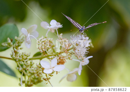 滑空するように飛ぶのが印象的なミスジチョウ 87858622